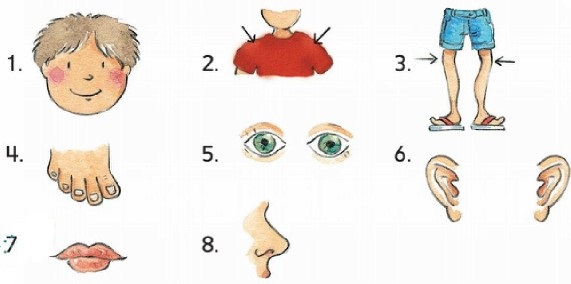 Body parts names